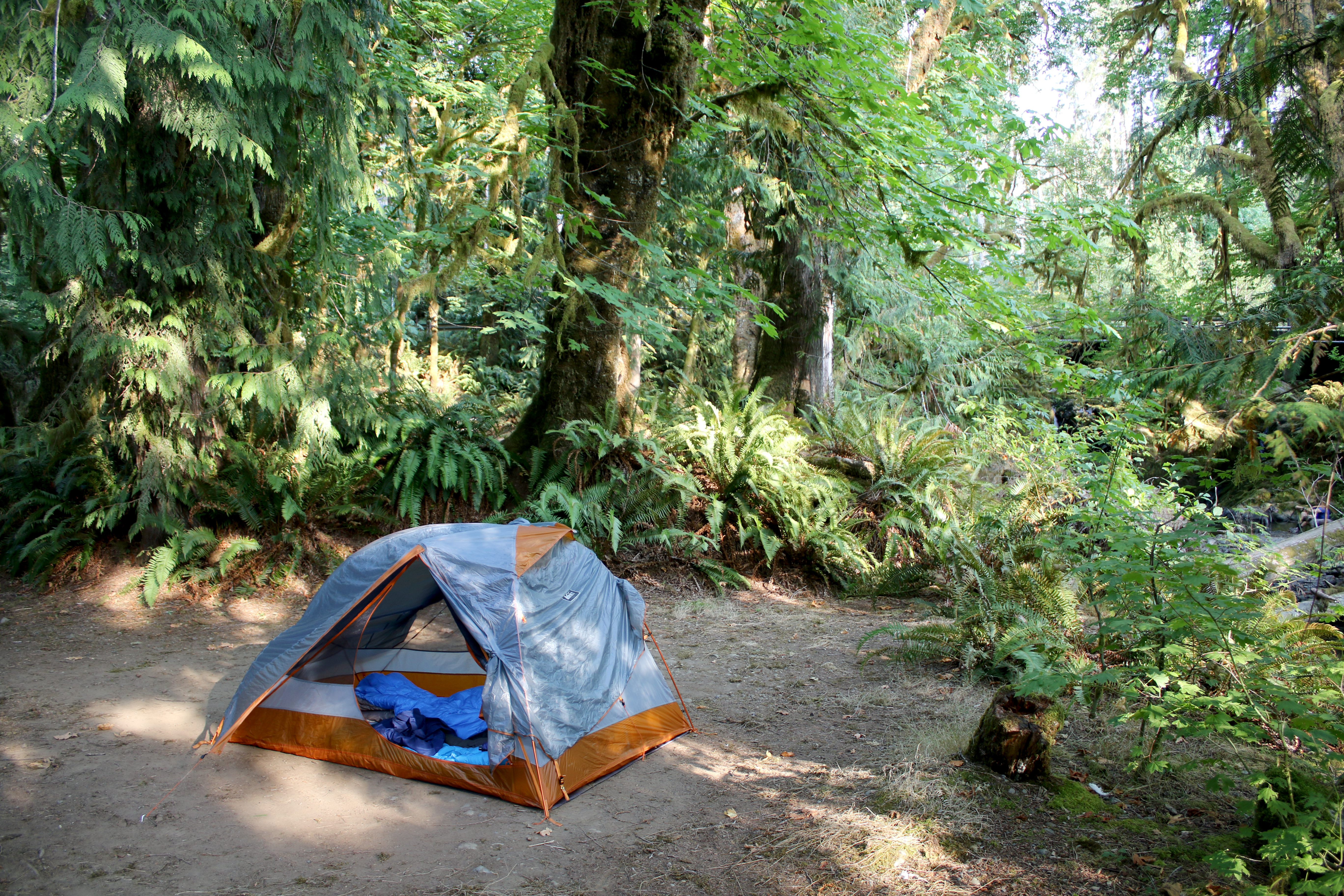 Camping in the woods